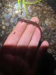 Batrachoseps gavilanensis