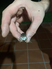 Leptodactylus latinasus