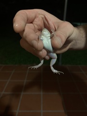 Leptodactylus latinasus