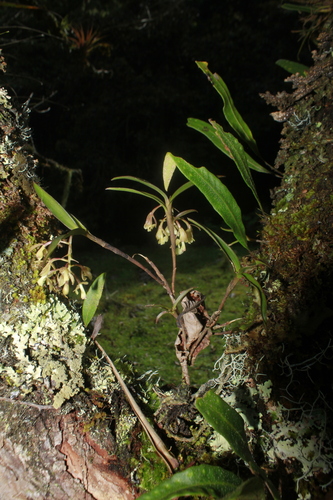 Epidendrum pomecense Hágsater