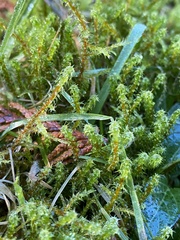 Rhytidiadelphus squarrosus