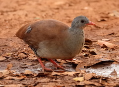 Crypturellus parvirostris