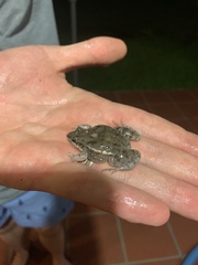 Leptodactylus latinasus