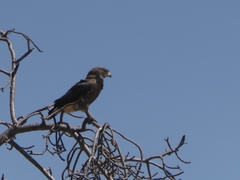 Circaetus cinerascens