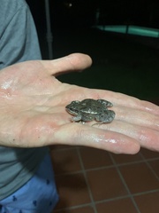 Leptodactylus latinasus