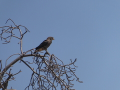 Circaetus cinerascens