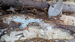 Botryobasidium