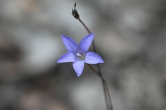 Wahlenbergia victoriensis