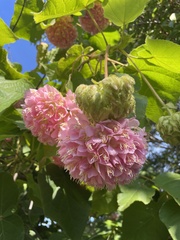 Dombeya × cayeuxii