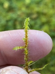 Rhytidiadelphus squarrosus