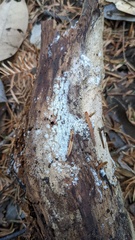 Botryobasidium