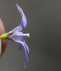 Wahlenbergia victoriensis