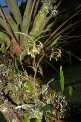 Epidendrum pomecense
