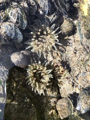 Aulactinia verrucosa