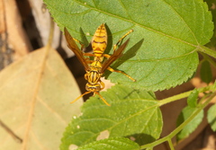 Polistes olivaceus
