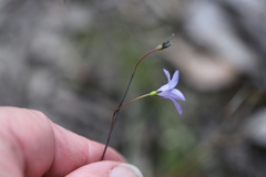 Wahlenbergia victoriensis