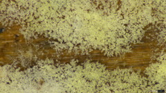 Botryobasidium