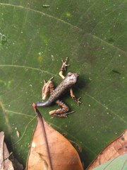 Leptobrachella gracilis