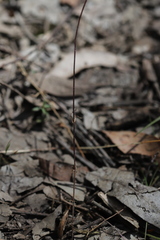 Wahlenbergia victoriensis