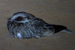 Eleothreptus candicans