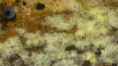 Botryobasidium