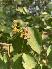 Malpighia mexicana