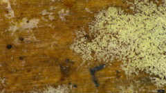 Botryobasidium
