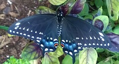 Papilio polyxenes