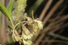 Epidendrum pomecense