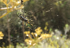 Trichonephila inaurata inaurata