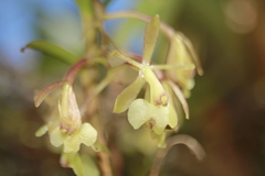 Epidendrum pomecense