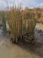 Eleocharis geniculata