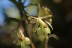 Epidendrum pomecense