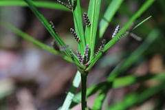 Cyperus tetraphyllus