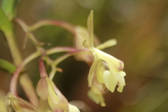 Epidendrum pomecense
