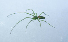 Tetragnatha viridis