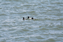 Aythya affinis
