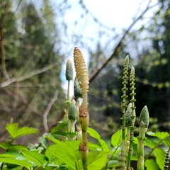 Equisetum