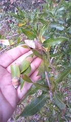 Neuroterus laurifoliae