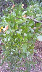 Neuroterus laurifoliae