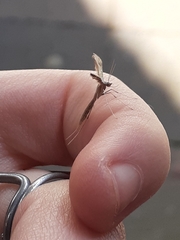Stenoptilia zophodactylus