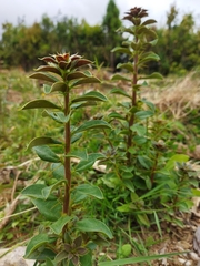 Archidasyphyllum diacanthoides