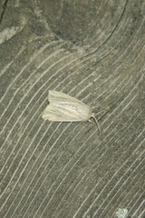 Mythimna riparia