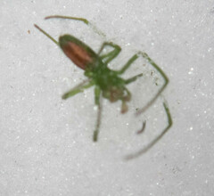 Tetragnatha viridis
