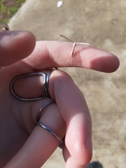 Stenoptilia zophodactylus