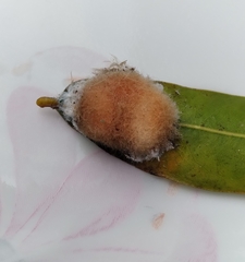 Neuroterus laurifoliae