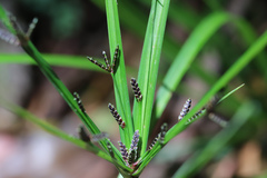 Cyperus tetraphyllus