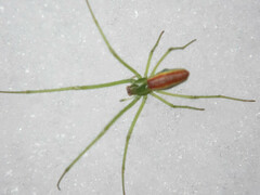 Tetragnatha viridis