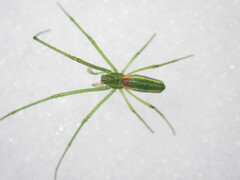 Tetragnatha viridis