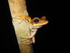 Polypedates macrotis